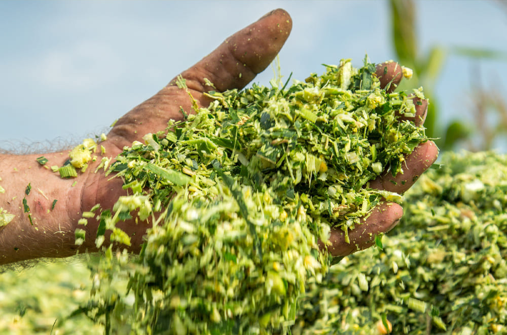 MAIZE SILAGE